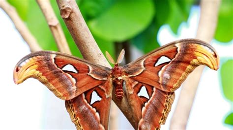 Moth Symbolism: Learn All About the Spiritual Meaning of Moths | Simply ...