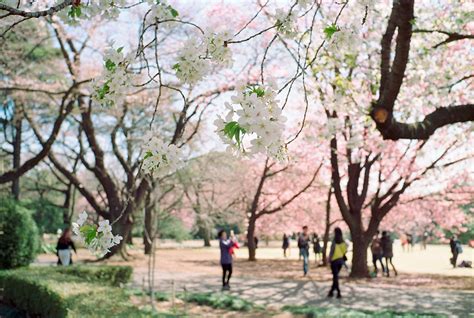 shinjuku_gyoen_cherry_blossoms_tokyo_japan | Kyuhoshi