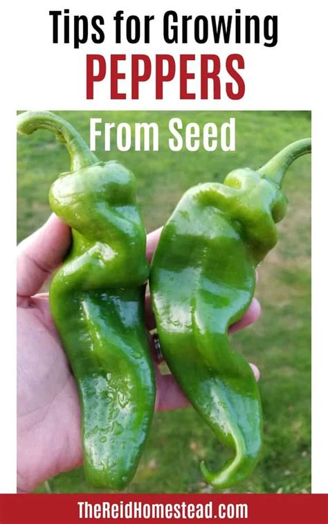 Planting Pepper Seed Indoors | Growing peppers, Pepper plants, Stuffed peppers