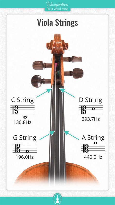 Viola String Notes | Viola strings, Viola music, Viola instrument