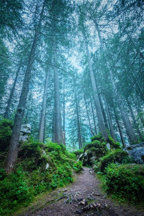 Dark Misty Forest Landscape - Big Trees, Path, Roots and Stones Stock Photo - Image of ground ...