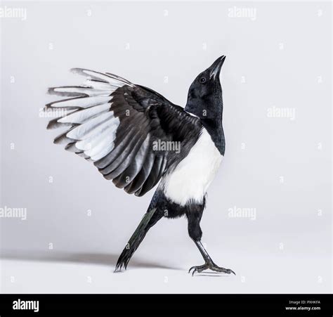 Common Magpie, Pica pica, spreading wings to take off, in front of white background Stock Photo ...