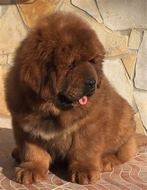 Tibetan Mastiff Puppies For Sale | Virginia Beach, VA #270289