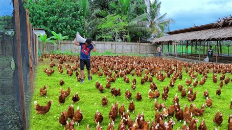 How Do I Start A Free Range Poultry Farm? (Beginner's Guide)