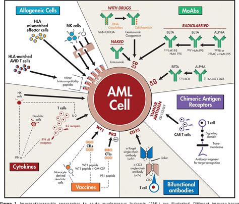 Figure 1 from Immunotherapy in acute myeloid leukemia. | Semantic Scholar