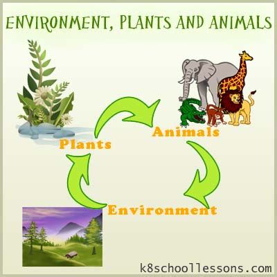 Environment, Plants and Animals | Free Primary Science Lessons