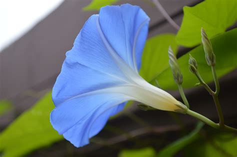 Heavenly blue morning glory flower. Buy the seeds here: www.seed-bank.ca/morning-glory-seeds # ...