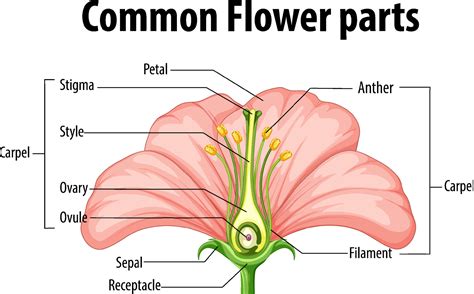 Diagram Of Flower Anatomy - Home Alqu