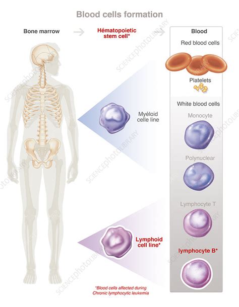 Illustration of the formation of blood cells - Stock Image - C049/2178 ...