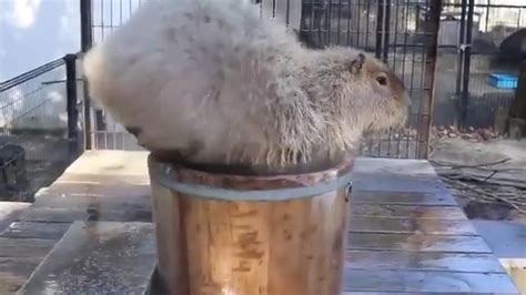 Spa Day! : r/capybara