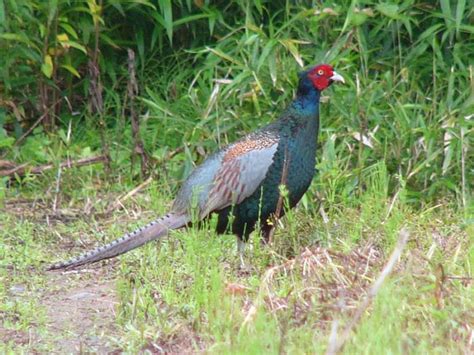 Green Pheasant: The National Animal of Japan