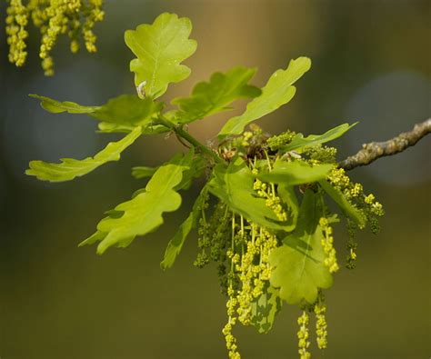 Quercus robur - EUFORGEN European forest genetic resources programme