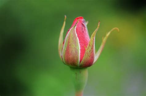 Closed pink rose bud free image download