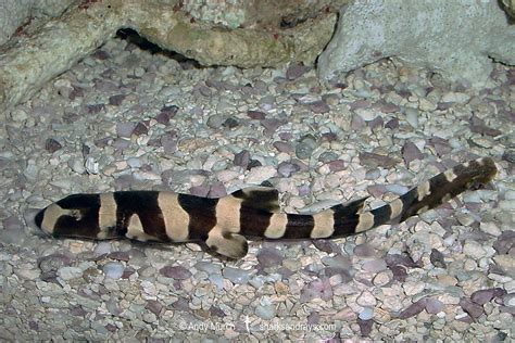 Brownbanded Bamboo Shark - Chiloscyllium punctatum