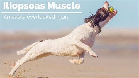 Iliopsoas Muscle Injury in Dogs - Upstate Vet - upstatevet.com