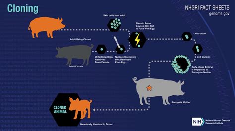 Cloning and implications: An analysis - TheDailyGuardian