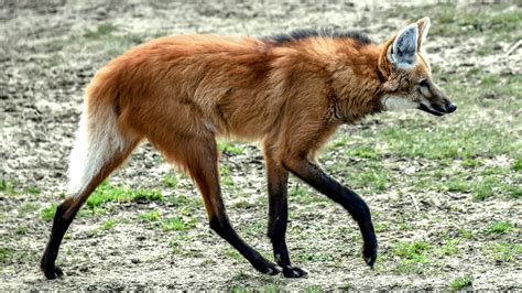 Maned wolf: A strikingly beautiful South American canid | Live Science