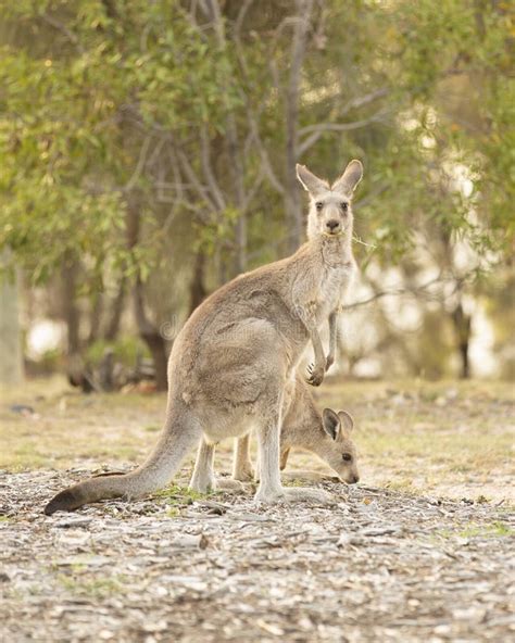 Kangaroos stock photo. Image of marsupial, grey, mammal - 140755552