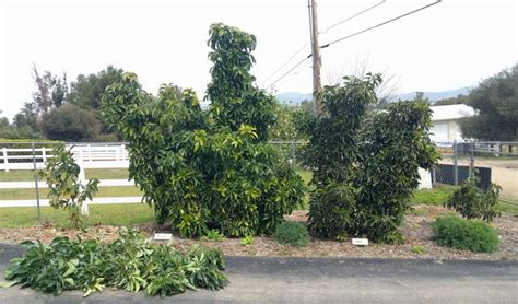 Pruning avocado trees to keep them small - Greg Alder's Yard Posts: Southern California food ...