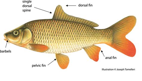 Common Carp – Asian Carp Canada