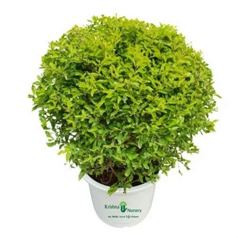 Natural Golden Duranta Hedge Outdoor Plant with White Plastic Pot for Garden at Rs 750 in Noida