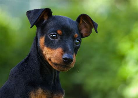 For the Best Fencing for Small Dogs, Choose Closely-Spaced Pickets