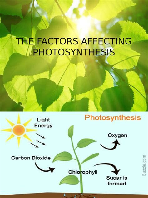 The Factors Affecting Photosynthesis | Photosynthesis | Carbon Dioxide