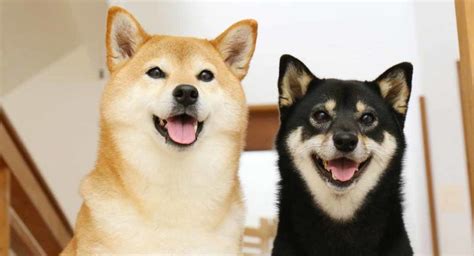 Shiba Inu Colors - How Many Variations Are There?