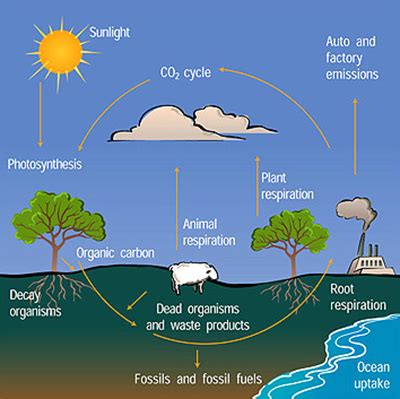 Formation Of Fossil Fuels Diagram