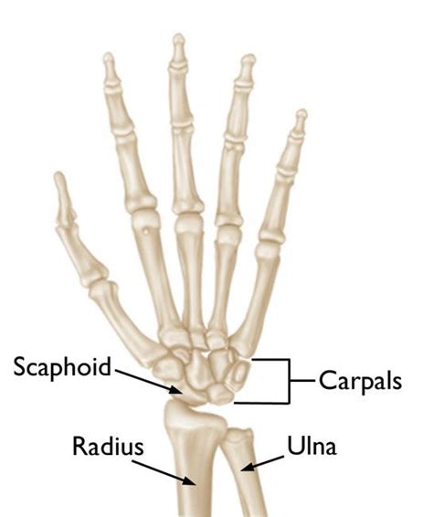 Scaphoid bone fracture - mashstorm