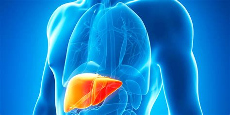 Organovo 3D bioprinted liver tissue could make it to the FDA by 2019 - 3D Printing Industry