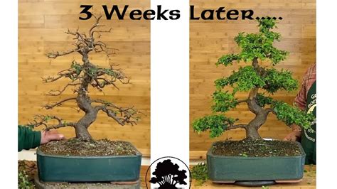 Chinese Elm Pruning. Part 2! - Greenwood Bonsai - YouTube