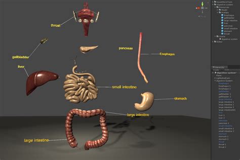 digestive system 3D Model