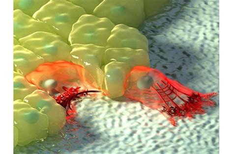 The mechanism of cellular migration mode switching