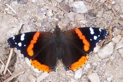 Some Basic Information on the Four Vanessa Butterfly Species of North America | Red Admiral and ...