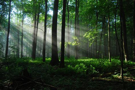 #sun rays, #forest, #nature, #sunlight, #trees, wallpaper | Tree nature wallpaper, Nature ...