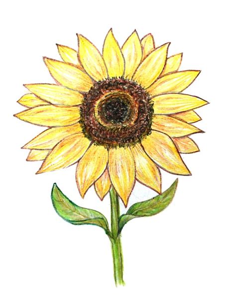 Download Sunflower Colored Pencils Drawing Royalty-Free Stock Illustration Image - Pixabay