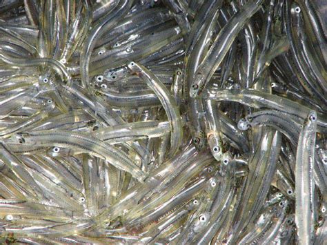 Are you ready for Whitebait season?