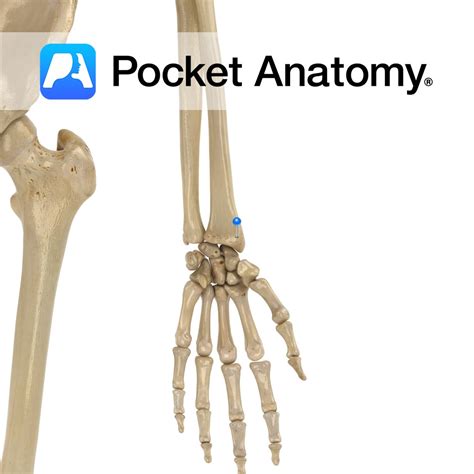 Humerus - capitulum - Pocket Anatomy