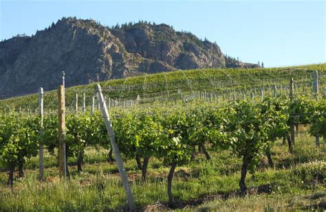 Okanagan Vineyard Scenic, British Columbia Stock Photo - Image of green ...