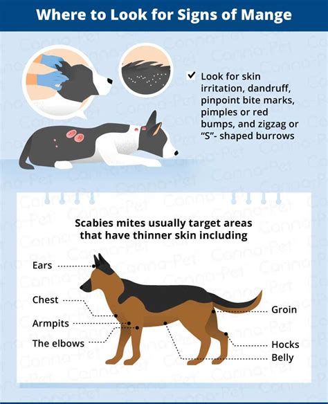 Mange in Dogs: Causes, Symptoms, & Treatment | Canna-Pet®