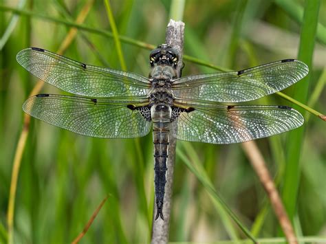 Four-spotted Skimmer | Arizona Dragonflies