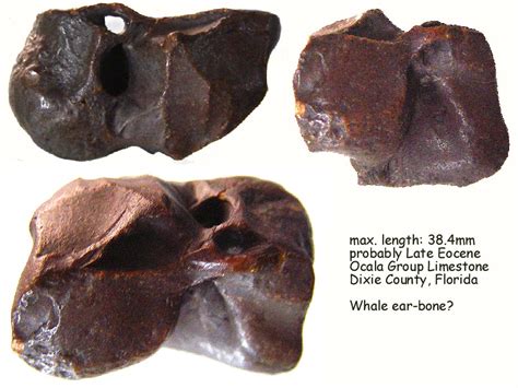 Is This A Whale Ear Bone? - Fossil ID - The Fossil Forum