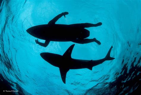 nature, Water, Underwater, Sea, Animals, Winner, Photography, Contests, Shark, Silhouette, Men ...