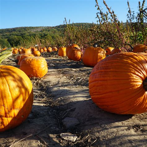 The Best Pumpkin Patch in Your State (P.S. Some Even Have Petting Zoos ...