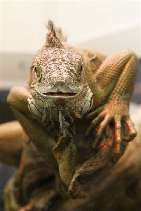 Iguana Face Stock Photography - Image: 5860222