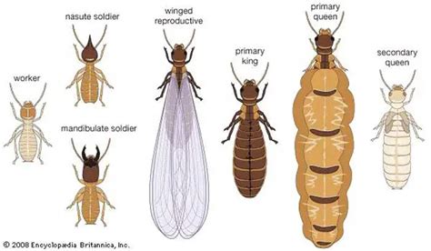 Termites Life Cycle & Span-Eggs, Larvae, Baby & Adults | Pestbugs