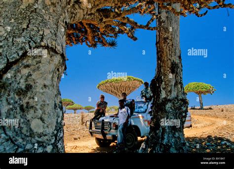 dragon Blood Tree Dracaena Cinnabari Fermhin Mountain Socotra Island Stock Photo, Royalty Free ...