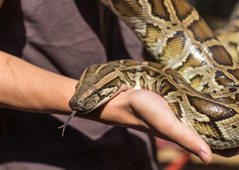 Florida Is Testing To See How Pythons Can Be Safely Eaten To Combat Overpopulation