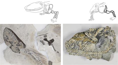 Two Fossil Early Synapsids [IMAGE] | EurekAlert! Science News Releases